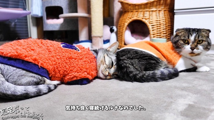 頭を猫のお尻にくっつけて寝る猫