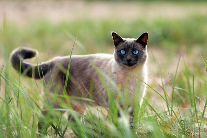 草むらに立っている猫
