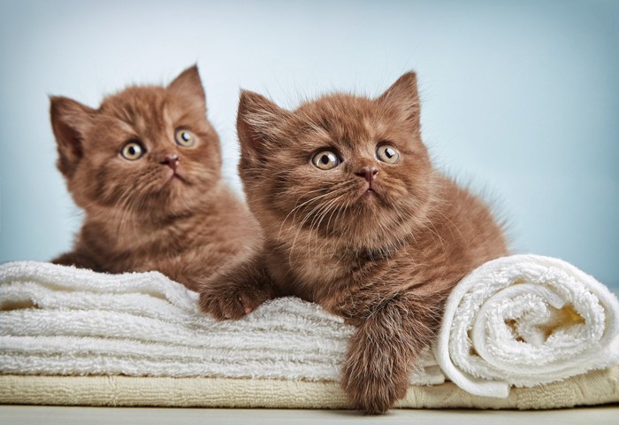 洗い立てのタオルに乗っかる子猫2匹