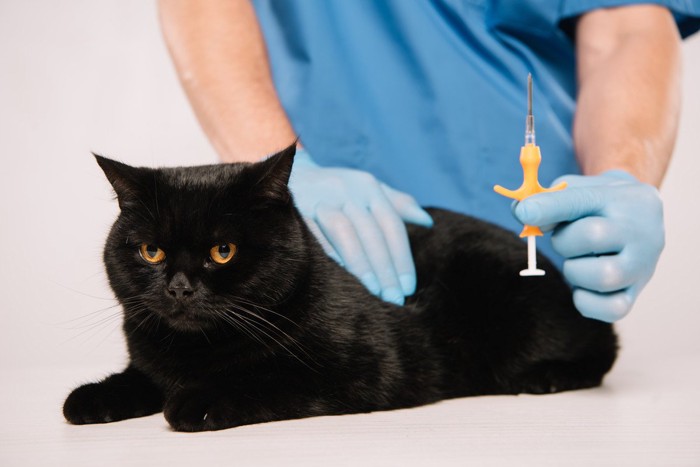 黒猫とマイクロチップの注射器