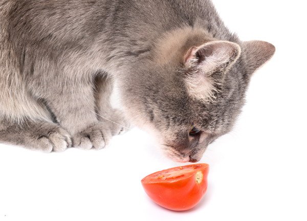 猫に与えるトマトの量や選び方