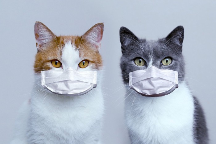 マスクする二匹の猫