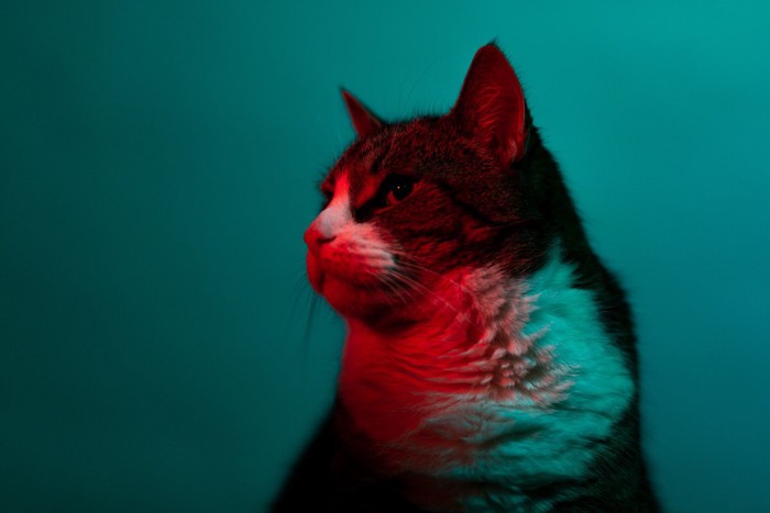 赤い光が反射している猫