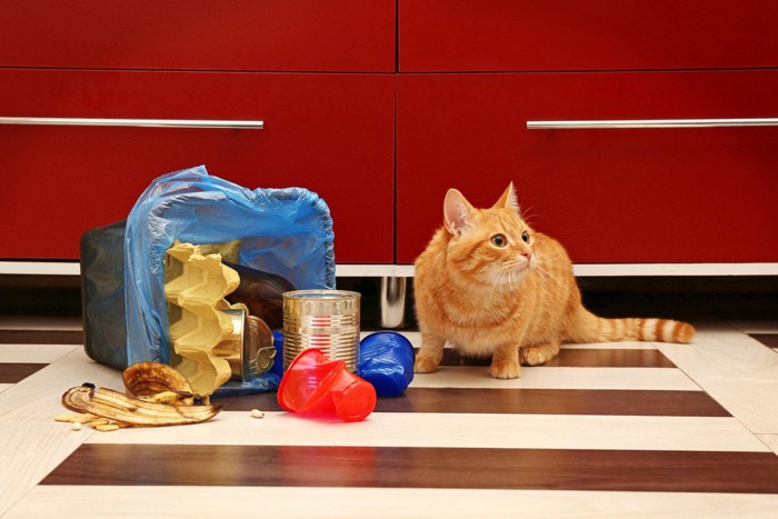 ゴミ箱と猫