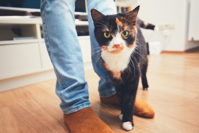 人の足の近くに立つ猫
