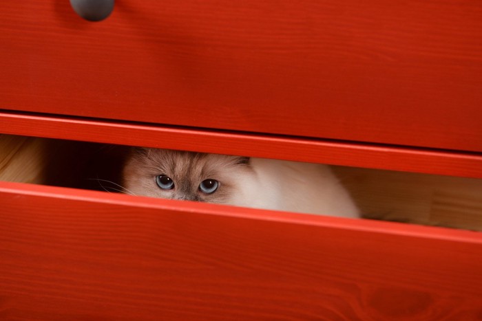 タンスに隠れる猫