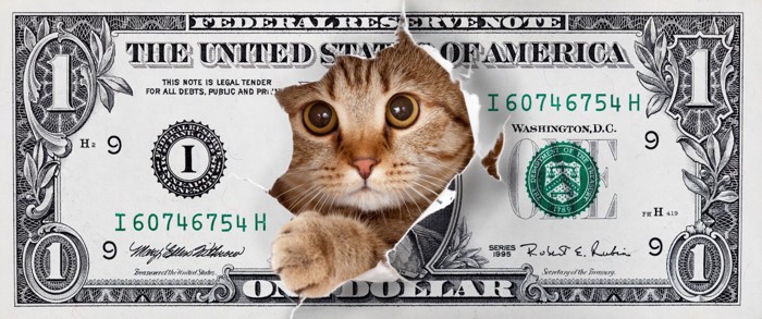 ドル札の中央から飛び出る猫