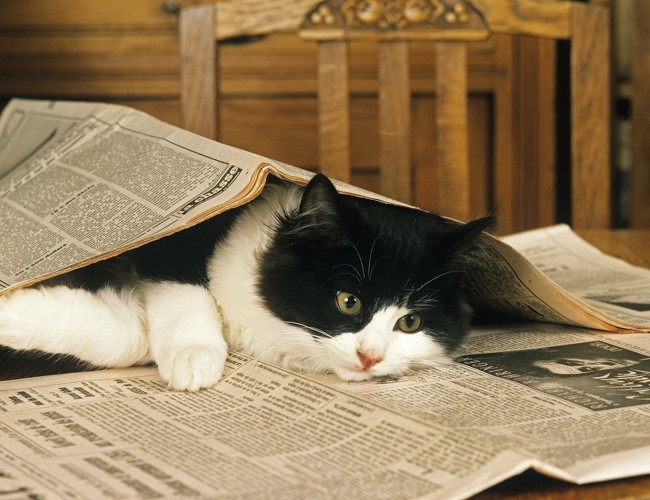 新聞紙で遊ぶ猫