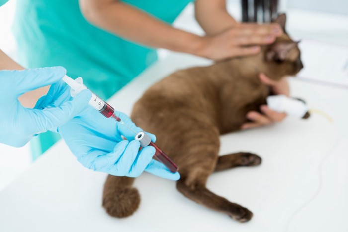猫の血液検査