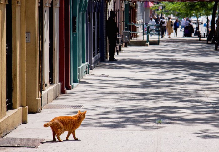 ニューヨークの道を歩く猫の後ろ姿