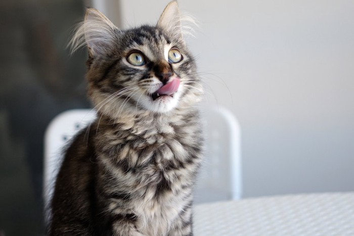 舌なめずりをして上を見る猫