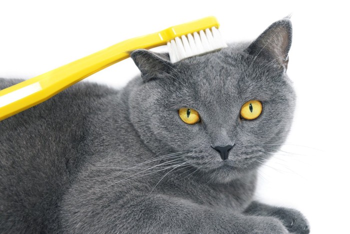 歯ブラシで額を撫でられる猫
