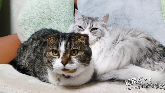 香箱座りの猫と奥にいる長毛猫