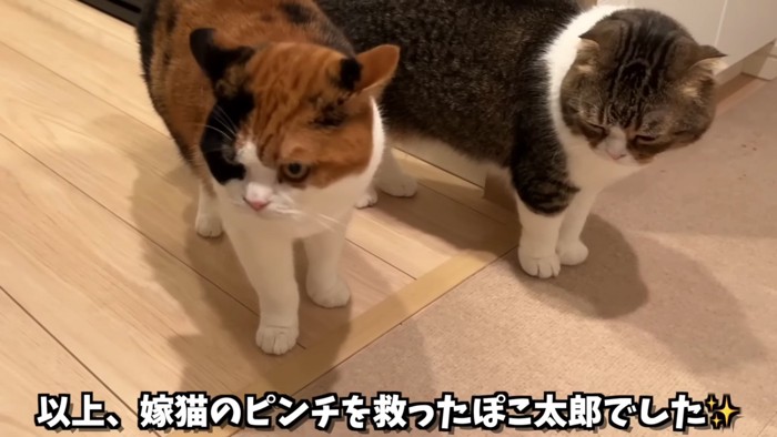 並ぶ2匹の猫