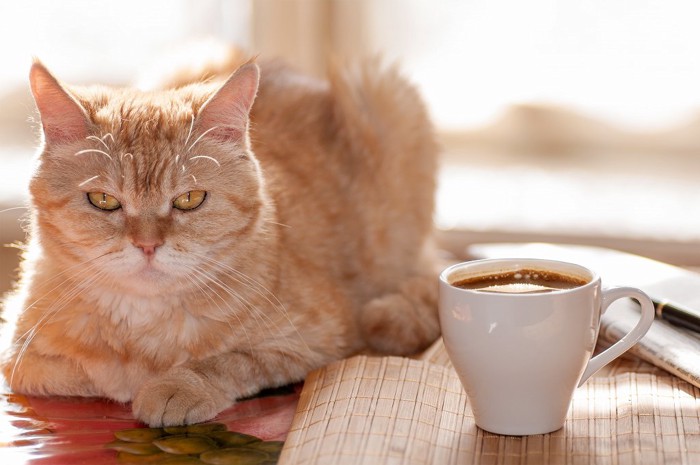 コーヒーカップと猫