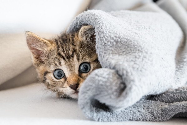 毛布から顔を出す子猫
