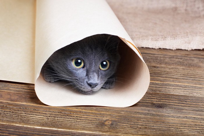 丸めた紙に入る猫