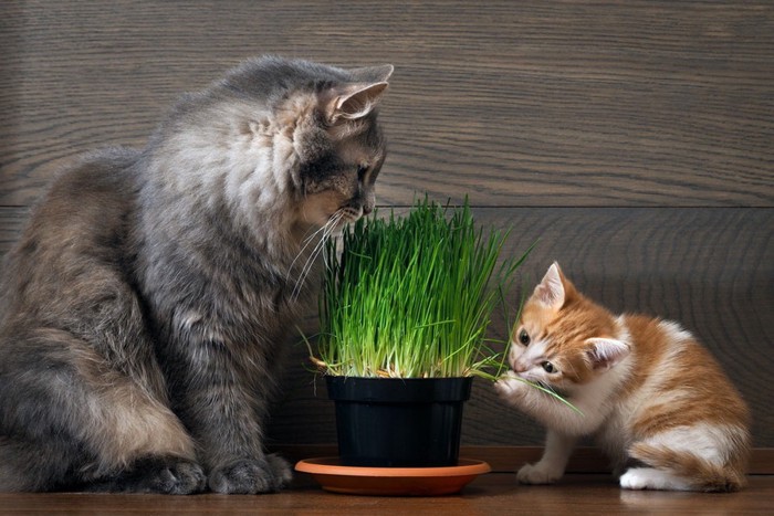 猫の草を食べる猫