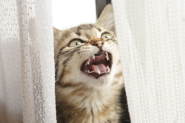 カーテンの隙間から顔を出して鳴く猫