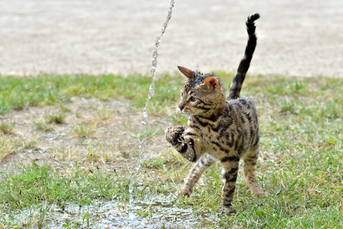 水で遊ぶベンガル猫