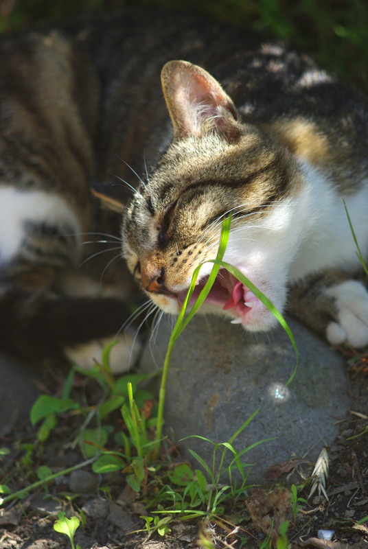 草を食べる野良猫