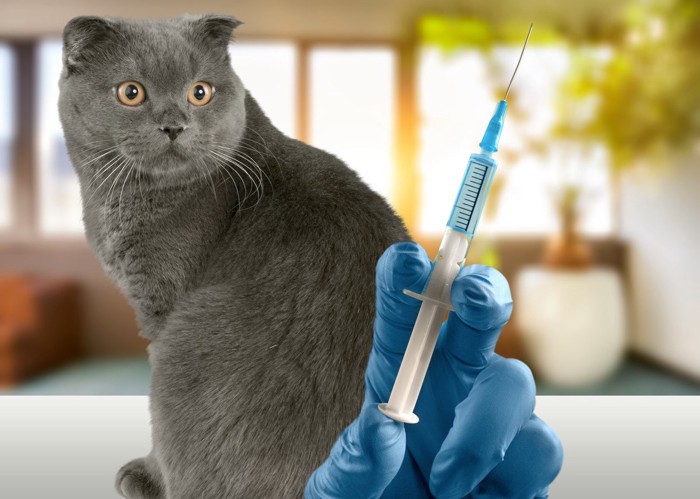 ワクチンを接種する猫
