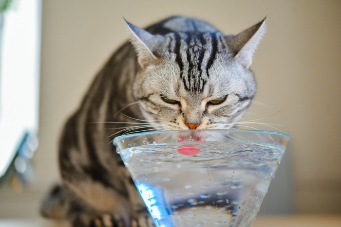 透明なボウルで水を飲む猫