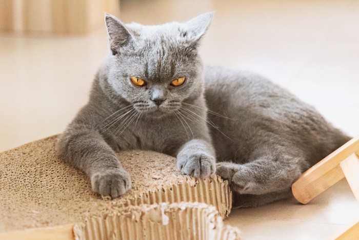 怒った顔のグレーの猫