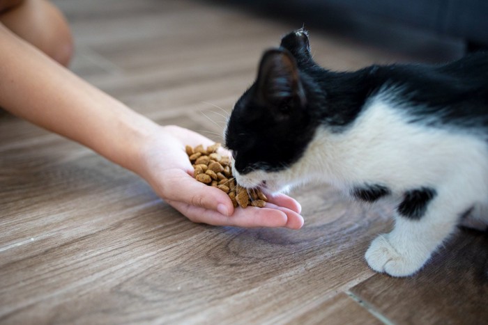 人の手からご飯を食べる猫