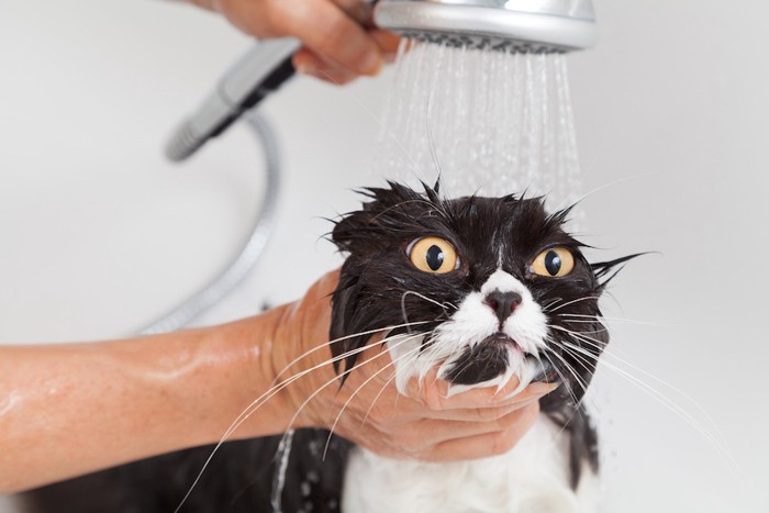 不満そうな顔でシャワーを浴びる猫