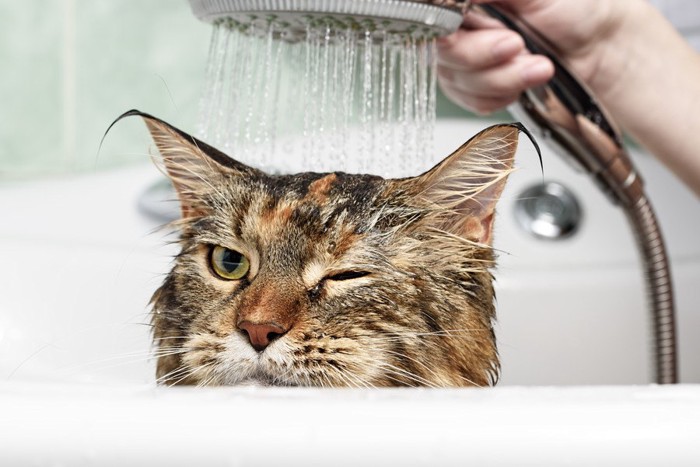 シャワーされる猫