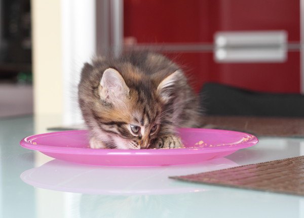 お皿から餌を食べる子猫