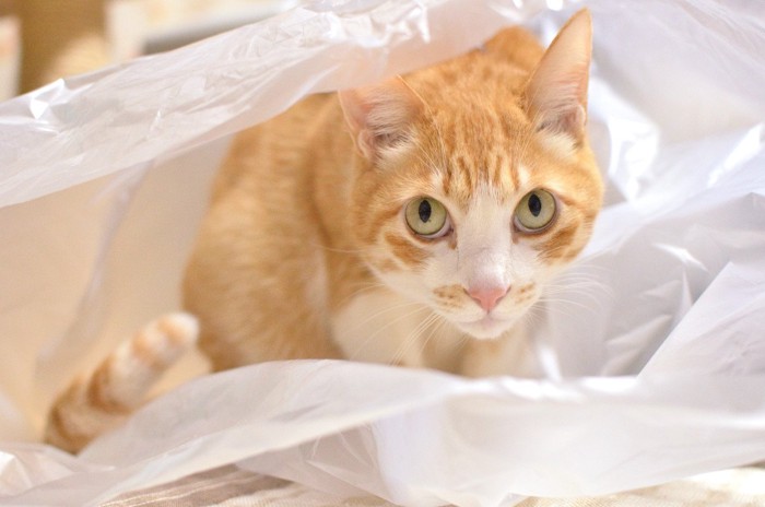 ビニール袋の中にいる猫