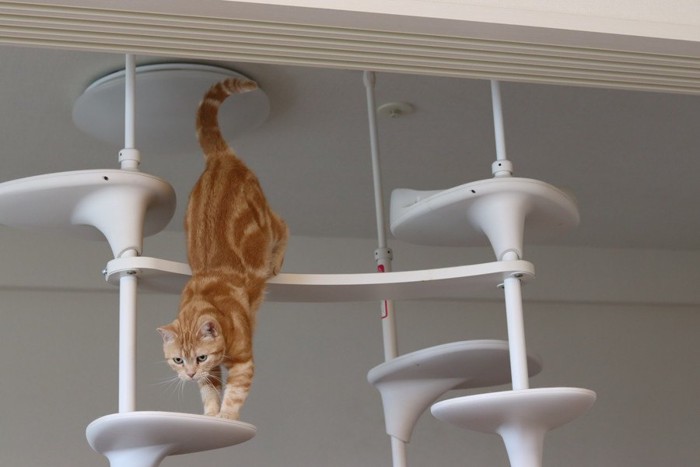 キャットタワーから降りてくる猫