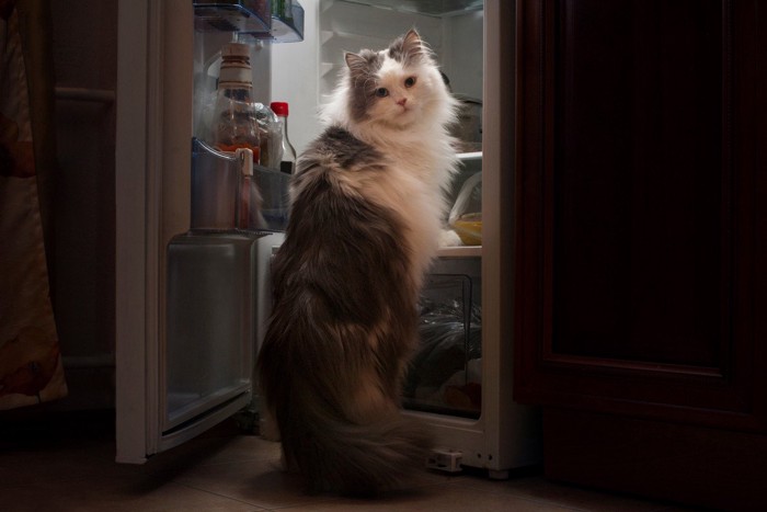 冷蔵庫を開けて振り返る猫