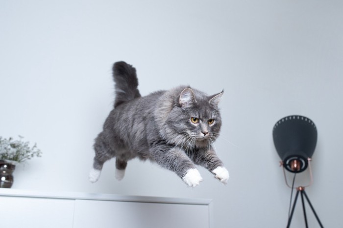 家具から飛び降りる猫