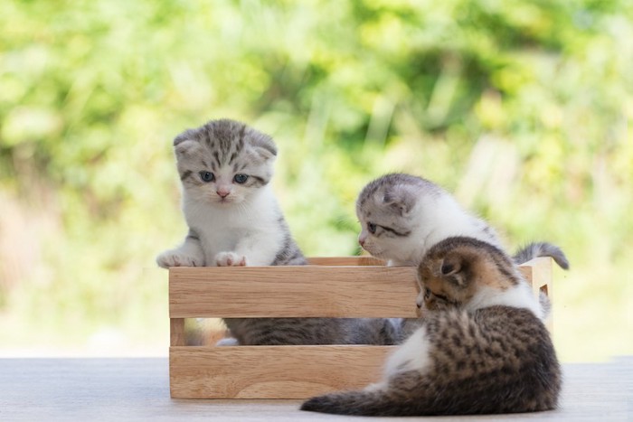 木箱に入るスコティッシュフォールドの子猫たち