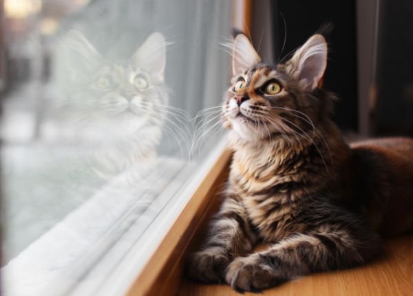 窓際で外を眺める猫