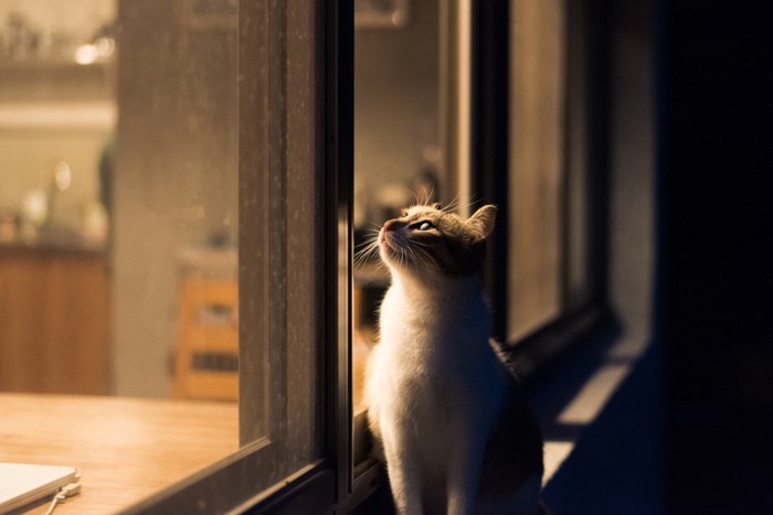 夜の窓辺で過ごす猫
