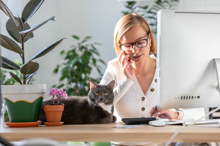 パソコン画面を見る女性と猫