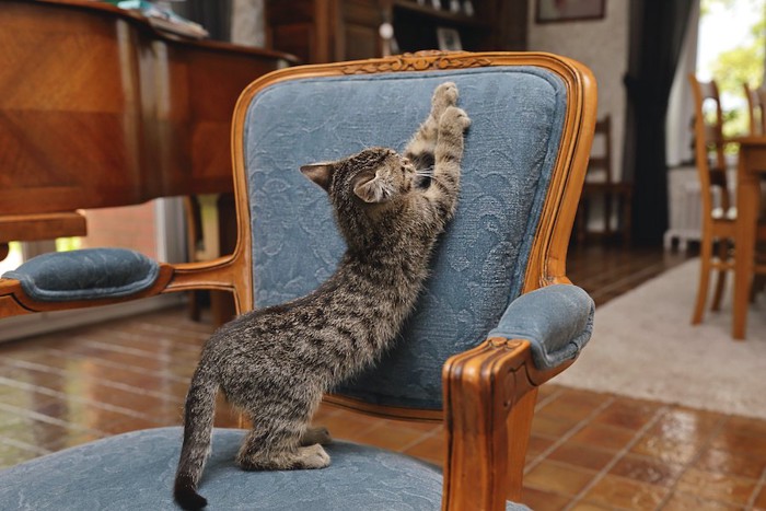 椅子の背もたれで爪研ぎをする子猫