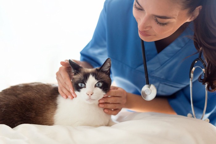 動物病院で診察をうける猫