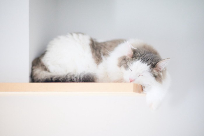 棚で眠る猫