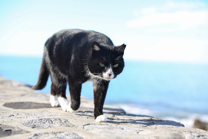 海岸を歩く猫