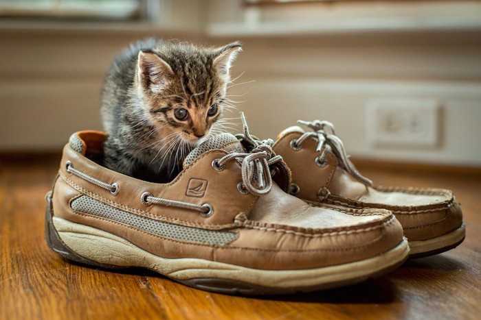 靴の中に入って匂いを嗅ぐ子猫