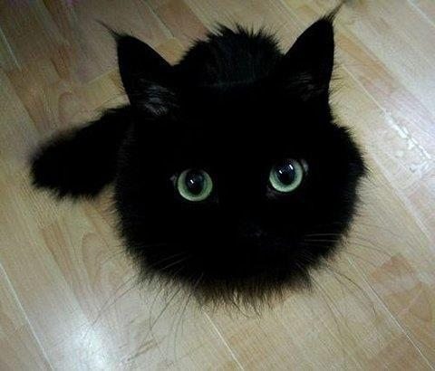 ふわふわの黒猫