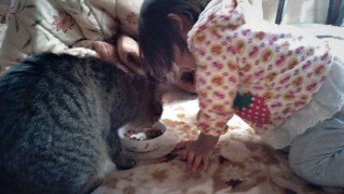 エサを食べる猫と猫に寄り添う幼児