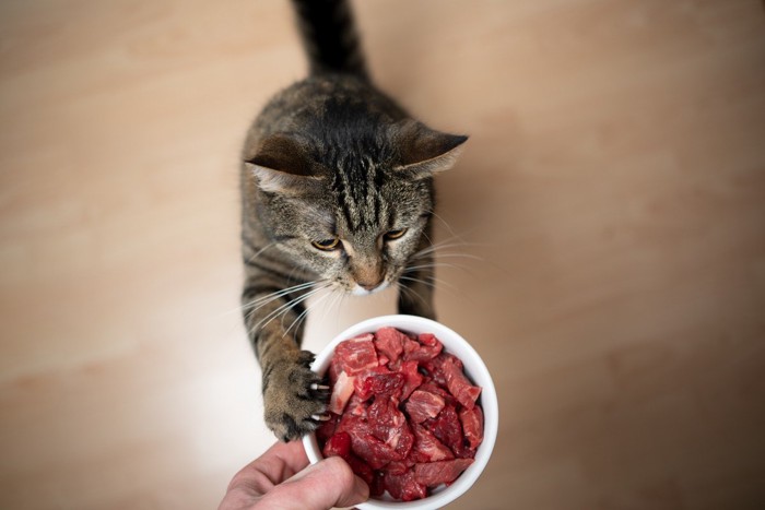 肉に興味を示す猫