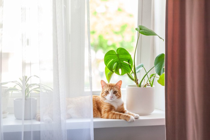 窓の近くにいる猫
