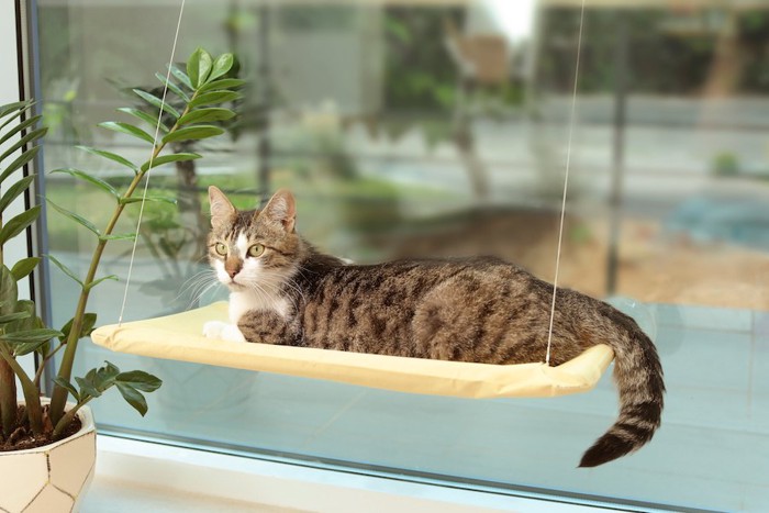 窓辺のベッドでひなたぼっこをする猫